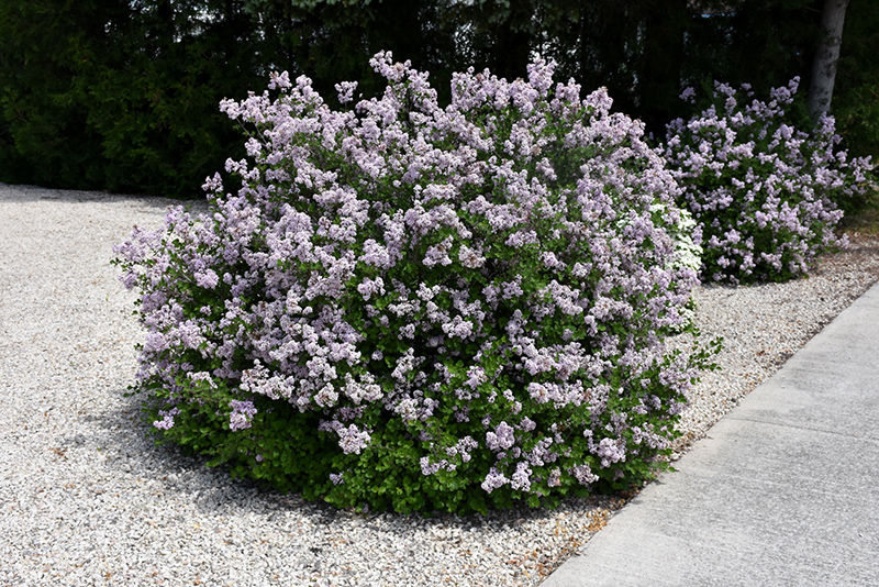 Image of Syringa meyeri Palibin shrub in garden